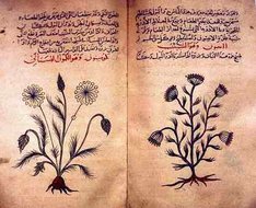 Par Pedanius Dioscorides — Arabic Book of Simple Drugs from Dioscorides’ Materia Medica. Cumin & dill. c. 1334 By Kathleen Cohen in London's British Museum, Domaine public, https://commons.wikimedia.org/w/index.php?curid=478556